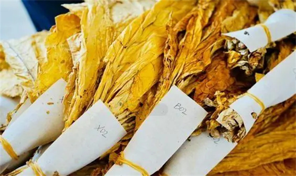 煙葉分級燈箱：提高煙葉分級效率和準確性的關鍵工具2